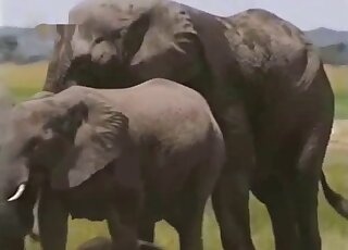 Porno elefant Elephant Xxx