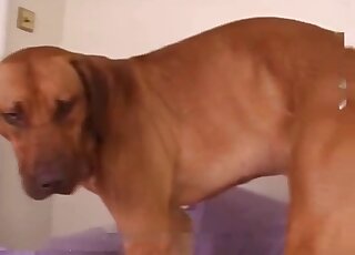 Awesome porno movie with a slim beast in HD