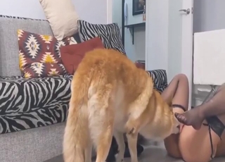 Zoo porn masterpiece with a dog licking her