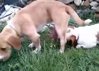 Dog shows how it can suck dick with confidence