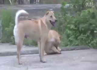 Dog-on-dog super-hot fucking set outdoors