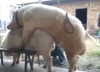 Pig fucking with animals that want orgasms