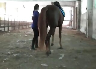 Close-up shots of a sexy horse