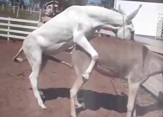 Farmers watching two sexy animals fuck hard