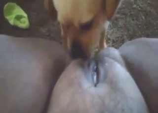 BBW pussy getting licked by a tiny dog in POV