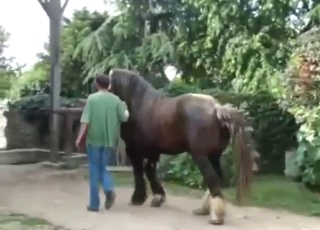 Horse with a good-looking cock needs to flaunt it