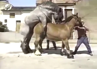 Outdoor horse fucking with lots of teasing