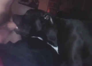 Zoo porn show a dog sucking his gorgeous cock