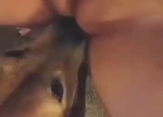 Orgasmic shakes from a fat lady licked by dog