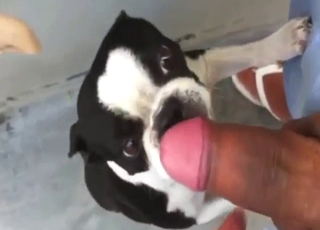 Guy's small cock pleased by a sexed-up dog
