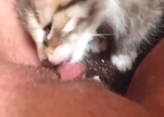 Kitten is going to lick pussy in a close-up vid