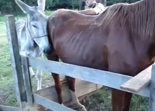 Barcelona donkey fucking a brown mare deep