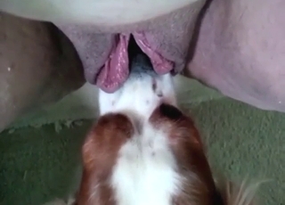 Dog licks that mature pussy and it's so yummy