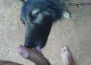 Dog with black fur is sucking that nice dick