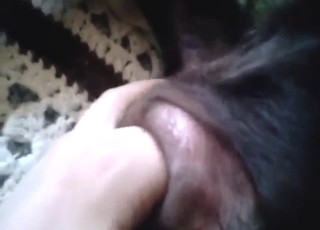 Bestiality sex with a Lab getting fingered silly