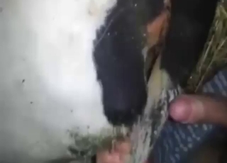 Bestiality sex with cow fucking, hot gaping