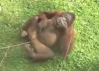 Monkey shows its orgasmic pleasuring here