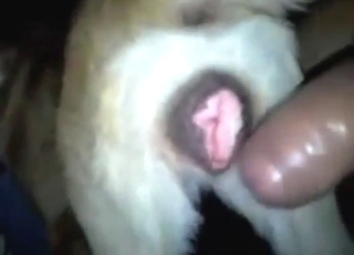 Huge penis of a zoophile dominates a white dog