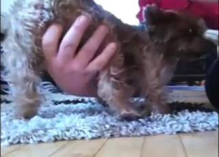 Yorkie porn movie with lots of hot fingering in HQ