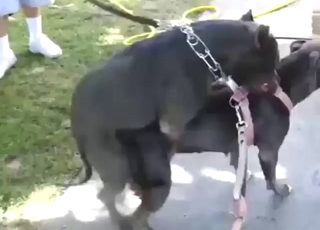 Outdoor mating with black beasts that want cum