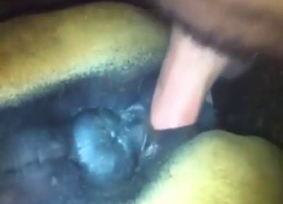 Pony mare fuck with deep-style dicking in HQ