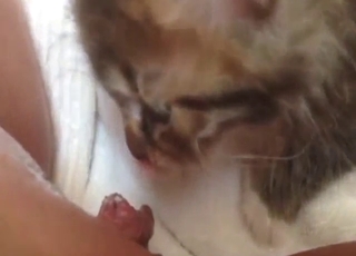 Kitty licking her coochie with nice close-ups