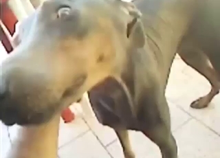 Bestiality porn with a Doberman that gets fingered