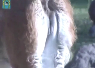Llama flashing epic ballsack outdoors for you