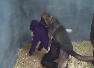 Perfect bombshell is gulping a tasty mongrel's tool for cam