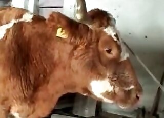 Lust-fueled fuck session with a zoophilic babe